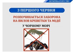 Госрыбагентство вводит запрет на вылов в Чёрном море креветок и мидий