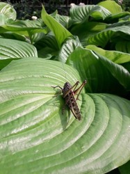Одесситы обеспокоены нашествием насекомых (ФОТО)