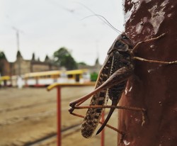 Одесситы обеспокоены нашествием насекомых (ФОТО)