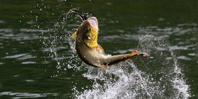 В Днестровском лимане разрешена рыбная ловля