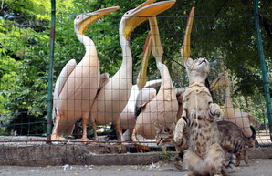 Одесский зоопарк отпразднует свой день рождения