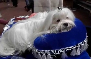 В Одессе прошла международная выставка собак