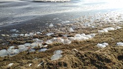 Одесситы бьют тревогу: побережье усеяно мёртвыми медузами