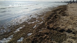 Одесситы бьют тревогу: побережье усеяно мёртвыми медузами