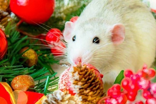 В Одессе стартовал творческий конкурс, посвящённый наступающему году мыши