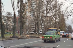 Штормовой ветер в Одессе валит деревья и повреждает электросети