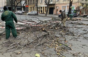 Штормовой ветер в Одессе валит деревья и повреждает электросети