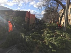 После Нового года на улицах Одессы остались сотни брошенных ёлок