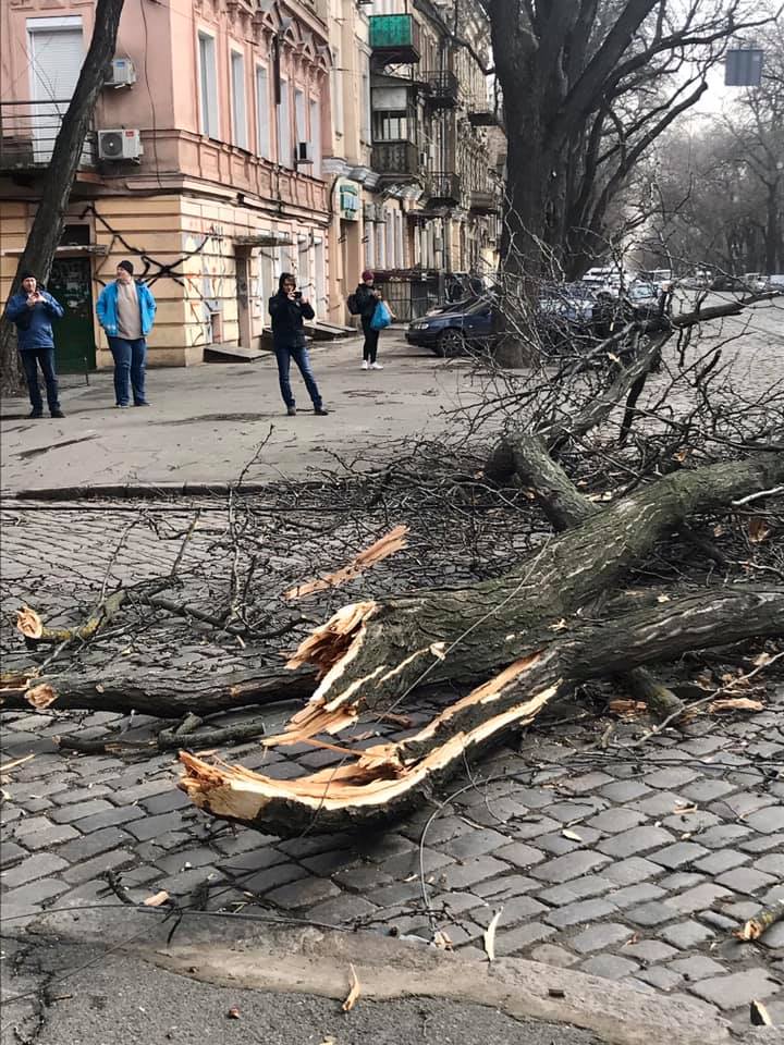 Ситуация в одессе на сегодня последние новости. Одесса сейчас. Деревья в Одессе. Ветер в Одессе.
