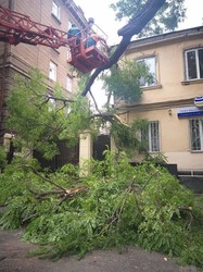 Деревопад в Одессе: результаты урагана