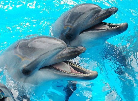 В Одессу эвакуируют харьковских дельфинов