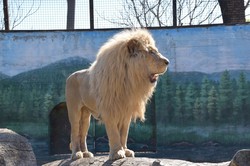 В Одессе прошел праздник белых львов, спасенных из Харькова
